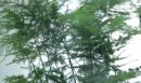 怎樣才能養好文竹